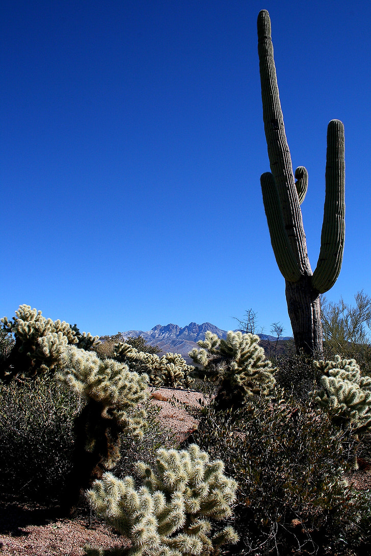 Saguaro, Cactus, montagnes, Cholla, paysage, sud-ouest, Phoenix