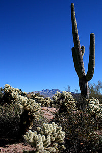 saguaro, cactus, mountains, cholla, landscape, southwest, phoenix