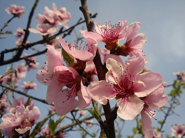 fiore di ciliegio, primavera, fiori, rosa, chiudere