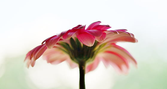 태양 날개, 꽃, 핑크, 하얀, 노란색, 장미빛 helipterum roseum, 여름
