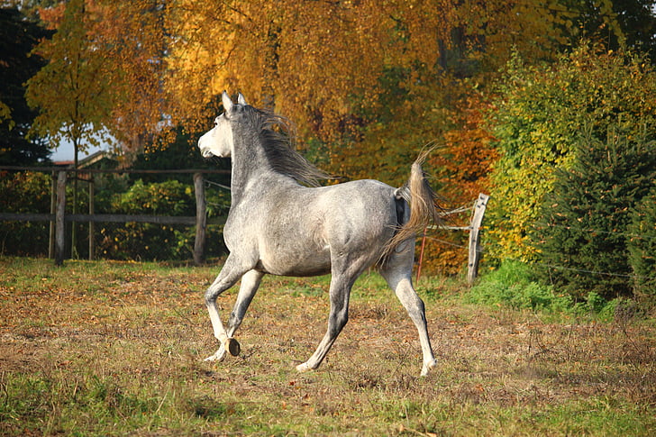 zirgs, pelējuma, tīrasiņu Arābijas, ganības, rudens, auļos, ķēve