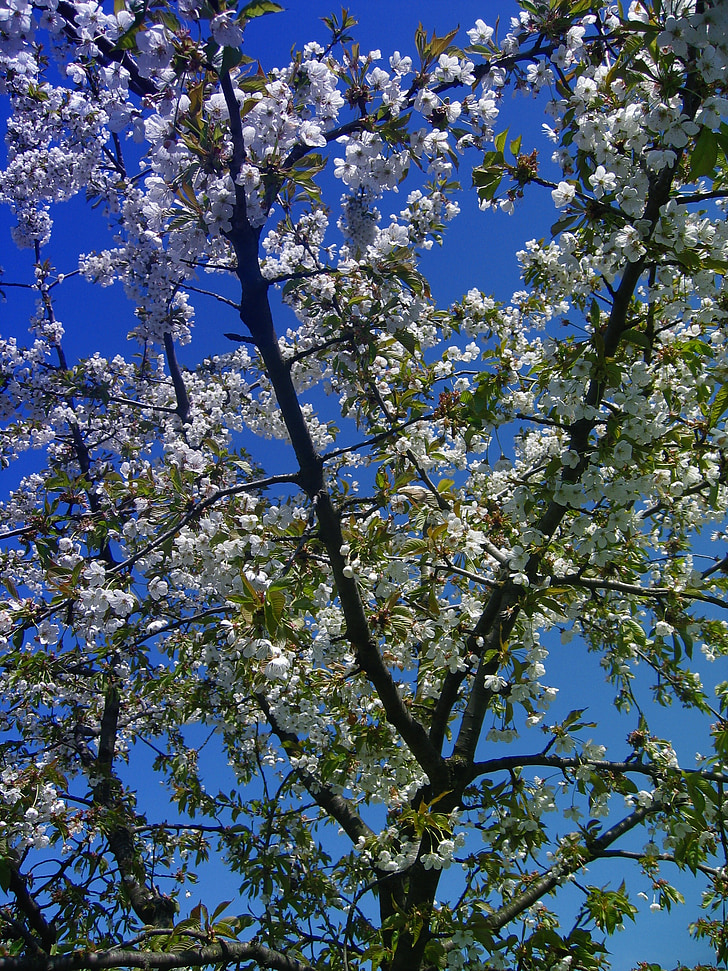 Cherry, Blossom, mekar, bunga, langit, awan, tanaman