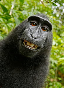gyvūnų, Kuoduotasis Juodoji makaka, juokingas, laimingas, Macaca nigra, makakos, beždžionė