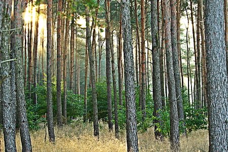 Forest, arbre, forêt de pins, pin, nature, Dim, Sunbeam
