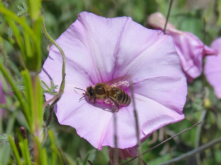 včela, LIBAR, květ, zvonek, Apis melifera, opylovat