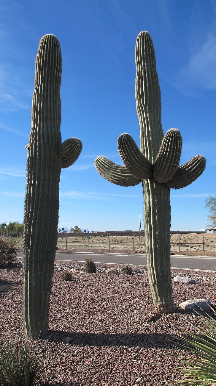 Saguaro, sivatagi növények, kaktusz, Arizona, Sonoran sivatagban, Fehérnyakú sivatagban, sivatag