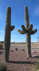 Saguaro, pouštní rostliny, kaktus, Arizona, Sonorská poušť, Chihuahuan poušti, poušť
