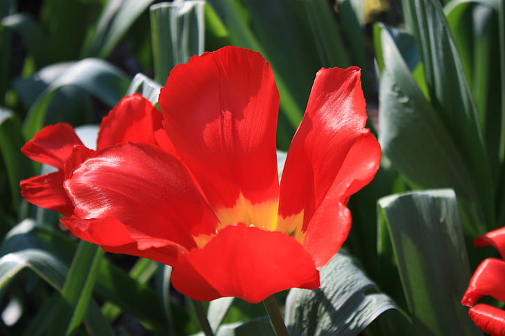 Tulip, lente, bloei, Park, rood, kaart, bloemen groet