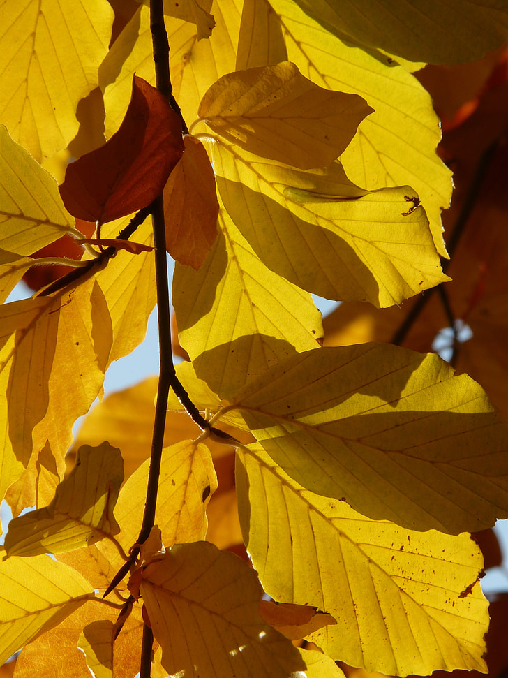 beech, fagus sylvatica, fagus, deciduous tree, golden autumn, golden october, autumn
