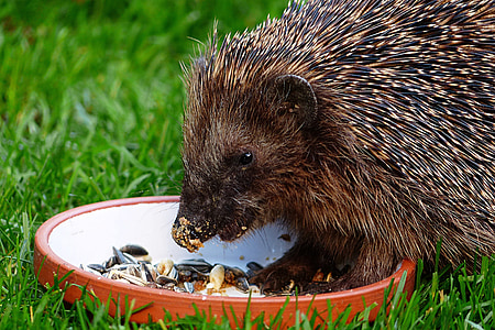 động vật, động vật có vú, hedgehog, erinaceus, Bữa ăn, Tấm lót, Sân vườn