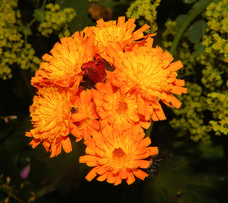 cvetje, blizu, oranžna, pisane, ljubko
