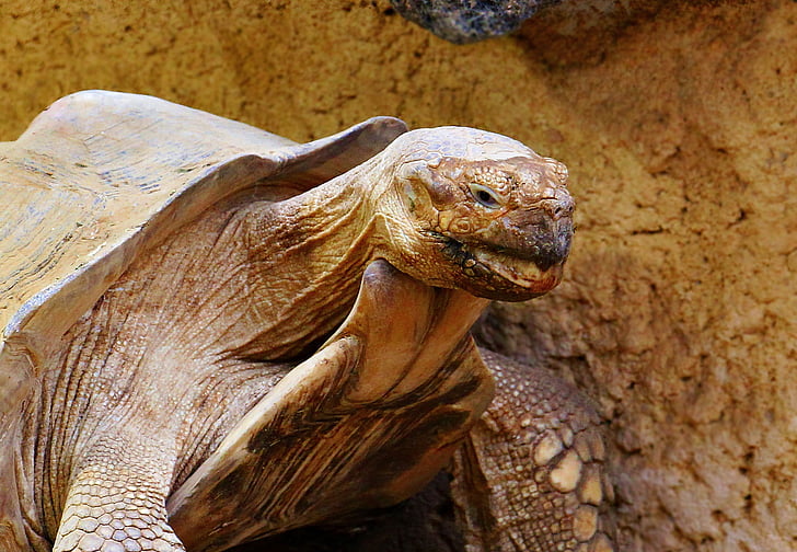 Tortue, Tortue, reptile, animal, Panzer, tortue géante, Zoo