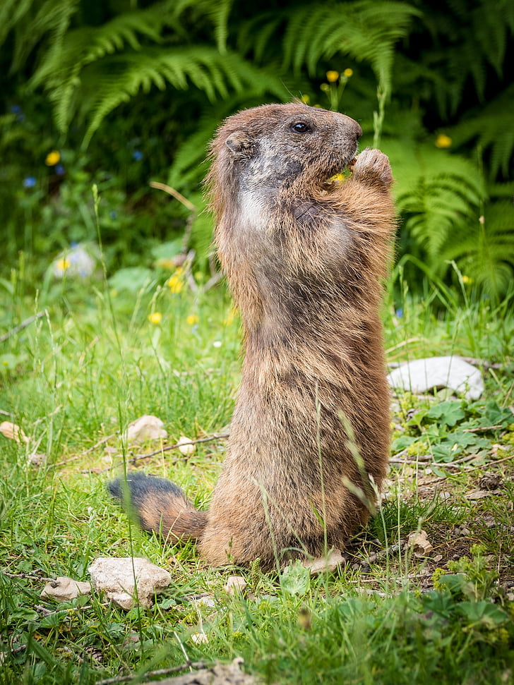 marmote, natura, rozătoare, cu blană, marmota inginerie, alpin, Mountain meadow