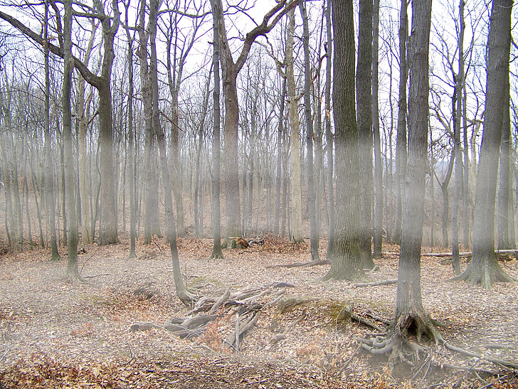 fog, trees, woods, forest, winter, dead, leaves