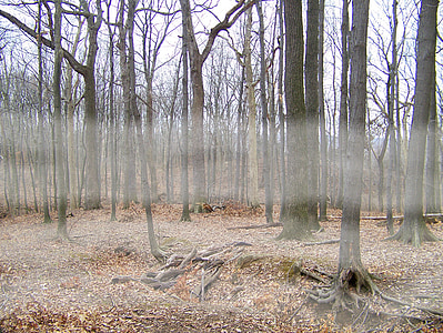 fog, trees, woods, forest, winter, dead, leaves