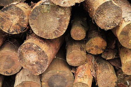 Snijd de logs, gestapeld, bosbouw, afgezaagd, boomstammen