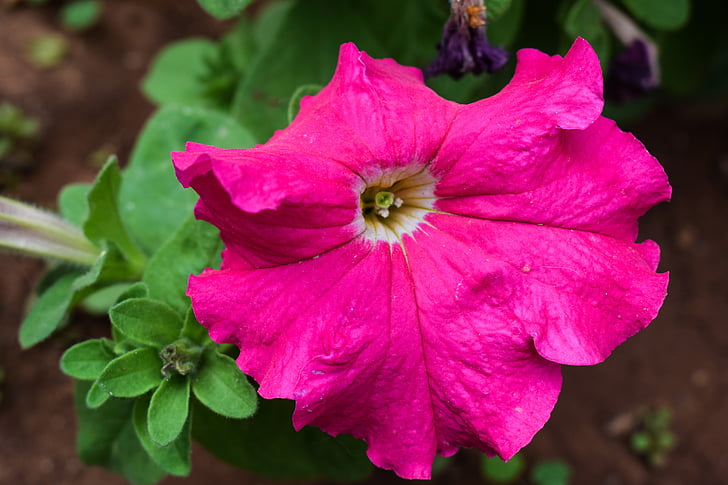 fiore, rosa, Blossom, pianta, primavera, Bloom, giardino