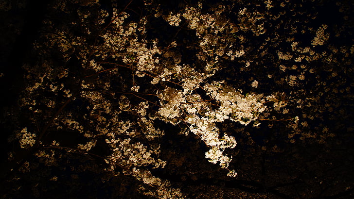 vaizdas naktį, žydinčios japoniškos sakuros, vyšnia