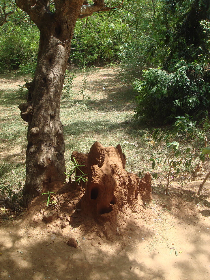 termiet, Sri lanka, ant hill, insecten, boom, organische, landbouw