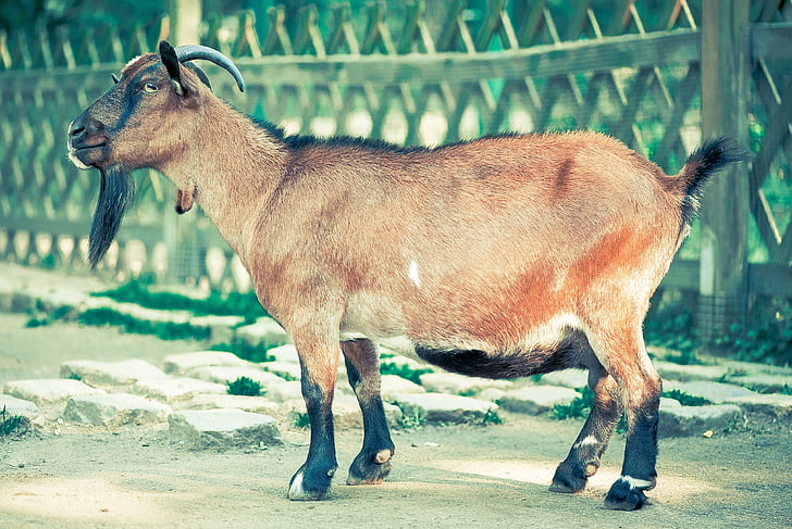 marrone, nero, capra, vicino a, in legno, recinzione, Billy goat