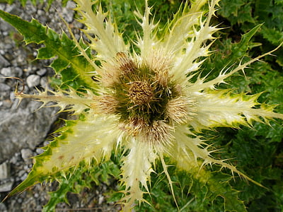 natura, Thistle, pianta, verde, fiore, Close-up, Thorn
