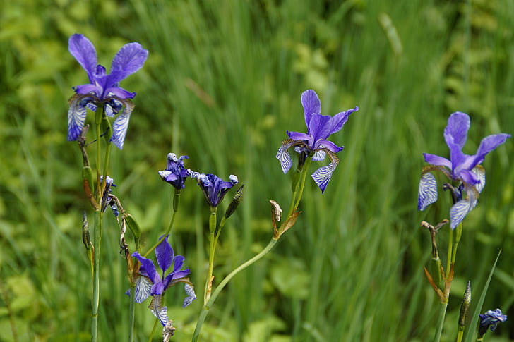 Sibīrijas schwertlilie, irisa, zila, aizveriet, reti, dabas aizsardzība, aizsargāti