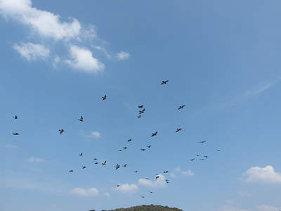 푸른 하늘, 비둘기, 흰 구름, 스카이, 새, 플 라 잉