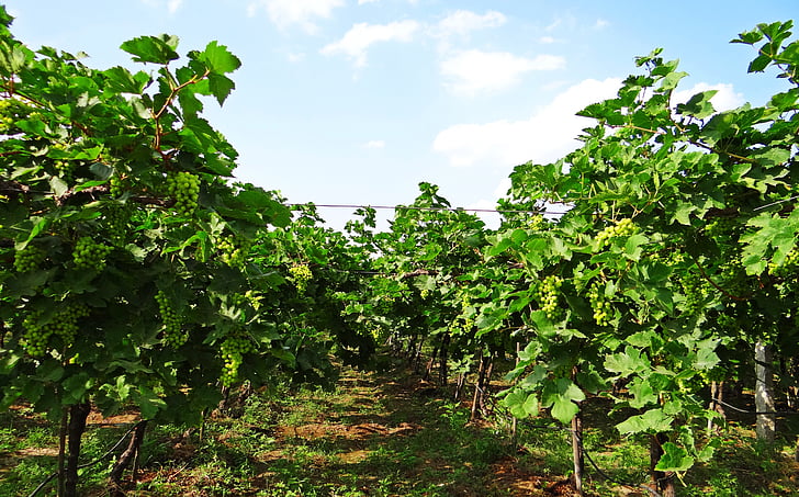 vingård, druvsorter, jordbruk, jordbruk, Karnataka, Indien