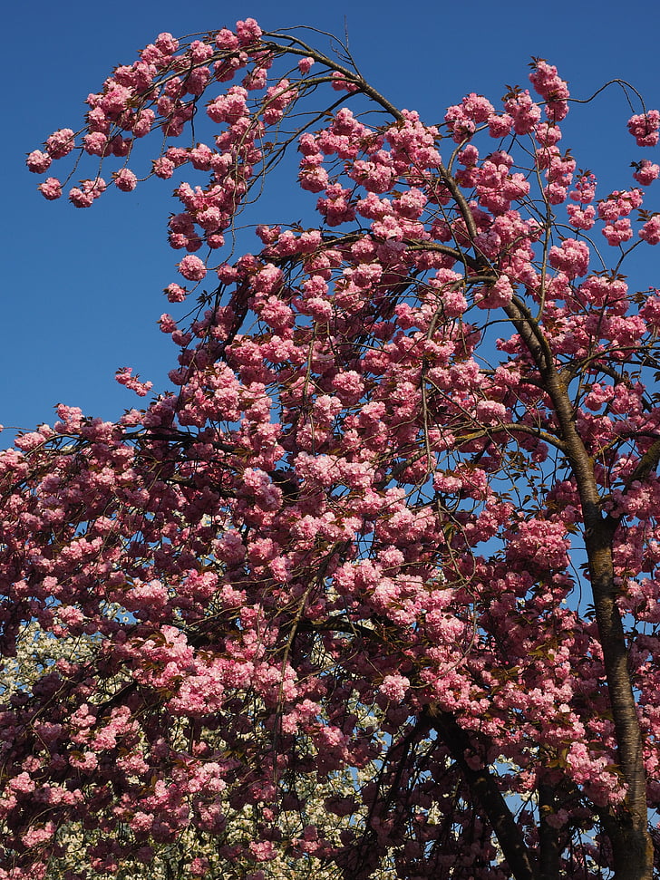 flor del cirerer, cirera japonesa, olor, flor, flor, cirera japonesa amb flors, cirera ornamental