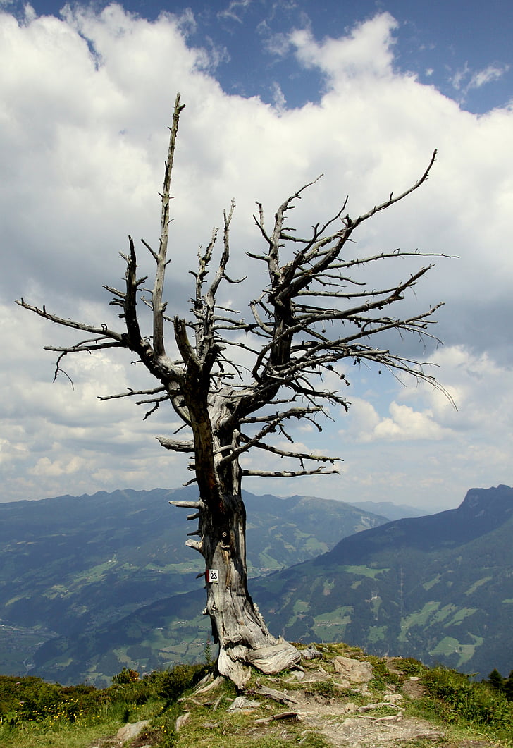 tree, mountains, landscape