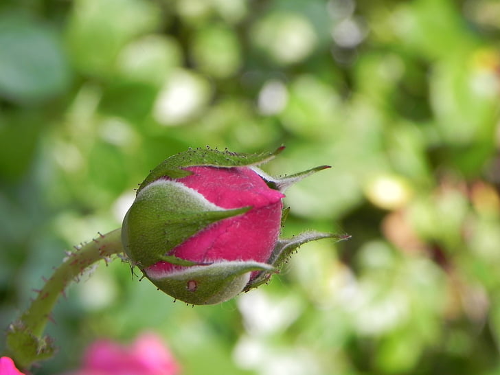 Rosebud, natura, brot, planta, fulla, vermell