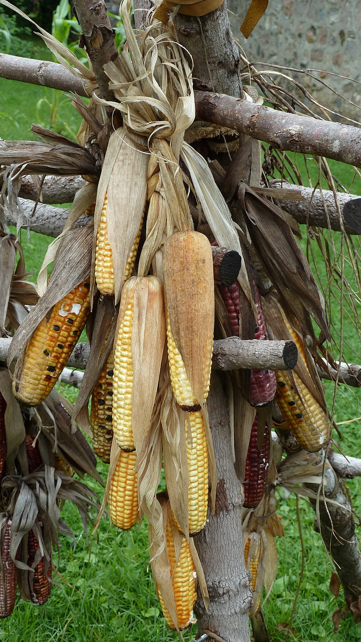 kukurica, jedlo, úroda, tradičné, plodín, prírodné, farma
