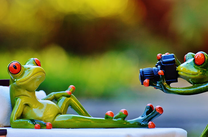 photographer, frog, photo shoot, funny, camera, fun, animal