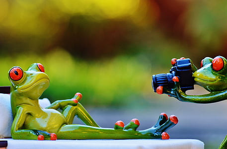 fotograf, žaba, foto ustrelil, zabavno, kamero, zabavno, živali