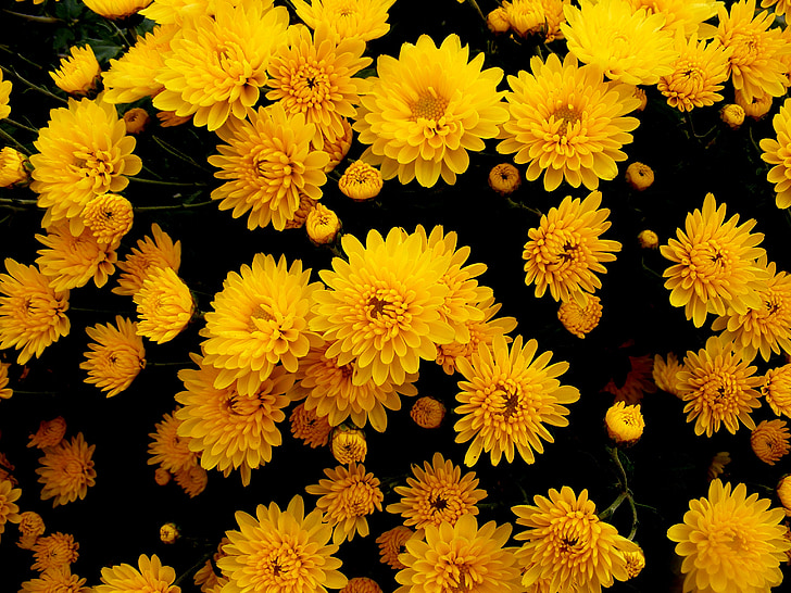 chrizantemos, gėlės, geltona, rudenį, gėlė, Gamta, augalai