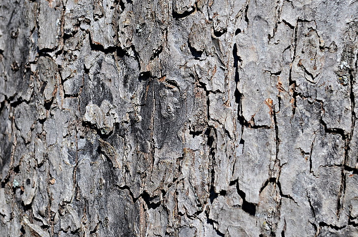 tree, the bark, trunk, texture, nature, forest, the structure of the