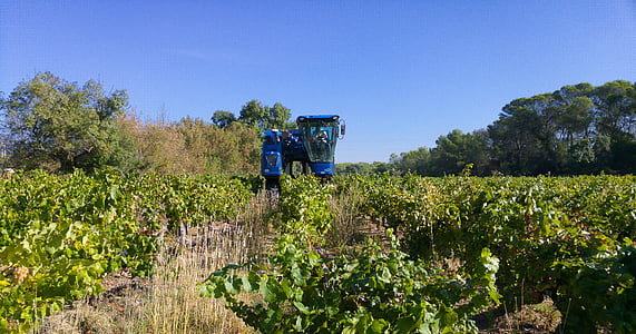 harvest, grape harvesting machine, vine, vineyard, grape