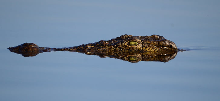 Botswana, crocodile, mise en miroir