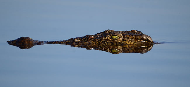 botswana, crocodile, mirroring