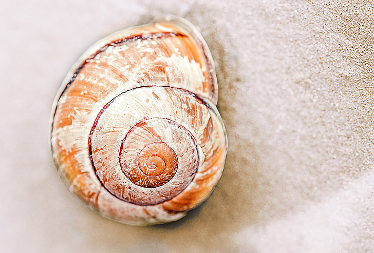 sneglen, sneglen shell, sand, Shell, natur, animalske shell, spiral