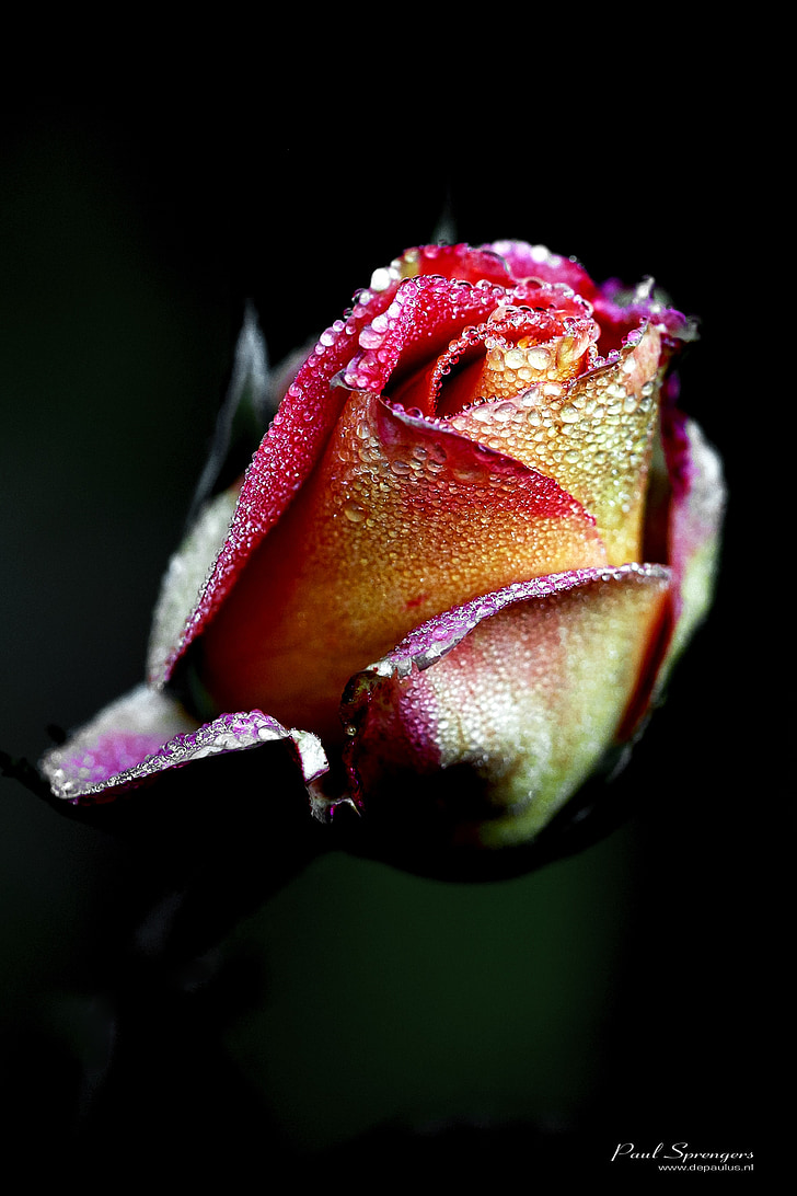 Rose, cvet, rdečo vrtnico, rastlin