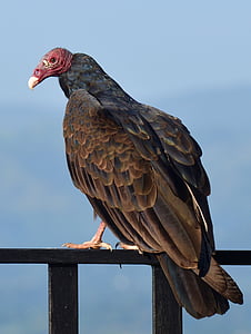 bird, vulture, turkey vulture, animal, scavenger, nature, wildlife