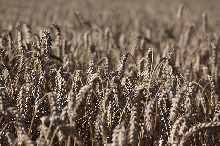 campo, cereales, trigo, espiga, madura, campo de trigo