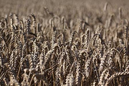 поле, зърнени култури, пшеница, Спайк, зрели, жито поле