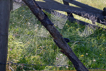 spider webs, tender, back light, dew, moist, nature, networks