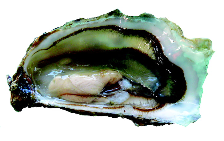 Oyster, ostriche, frutti di mare, Charente-maritime, il boucholeurs, sagomato, residuo della potatura meccanica