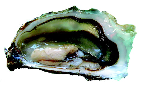 østers, østers, sjømat, Charente-maritime, boucholeurs, formet, klipping