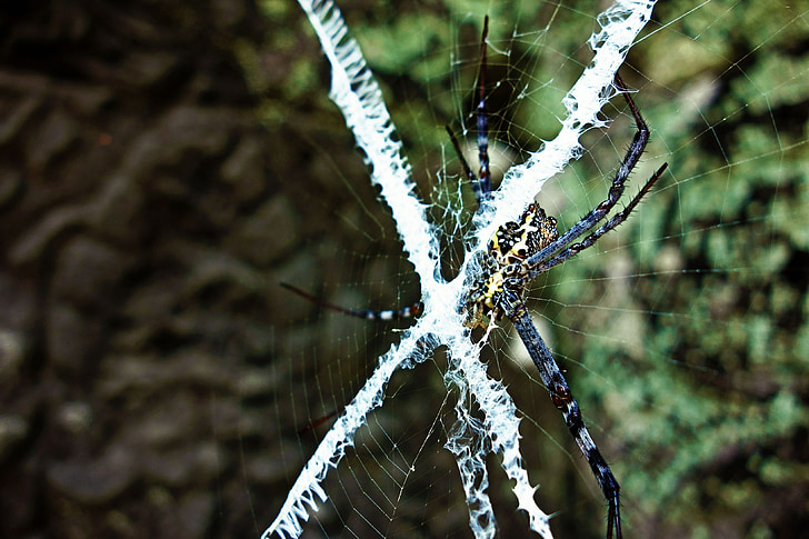 animal, araignée, Web, toile d’araignée, arachnide, x, danger