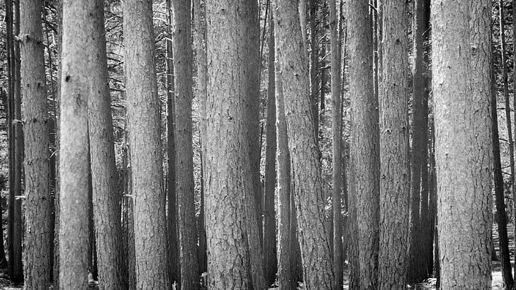 δέντρα, δάσος, ξύλο, μαζί