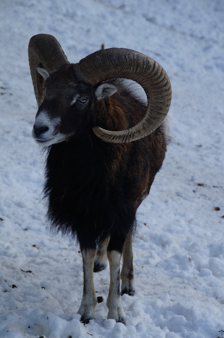 ovce, muflon, Zimní, sníh, Zimní kožešina, Zimní, chlad